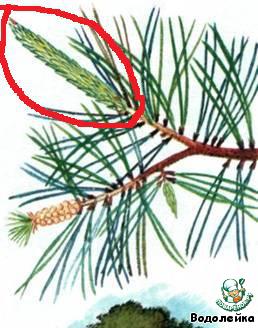 Cucumbers ..... the scent of pine