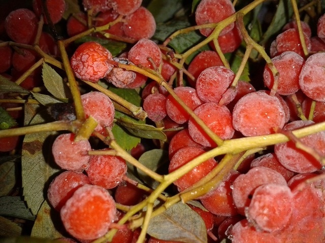 Компот из рябины обыкновенной