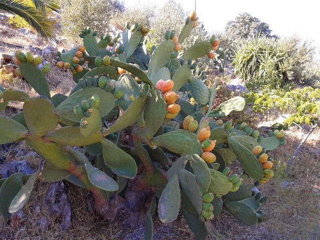 Смузи из опунции