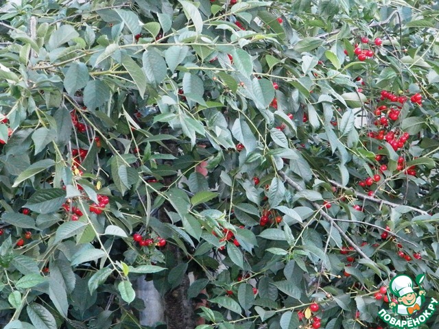 Cherry dessert for the winter