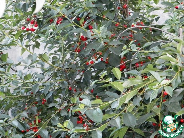 Cherries in caramel-barberry syrup