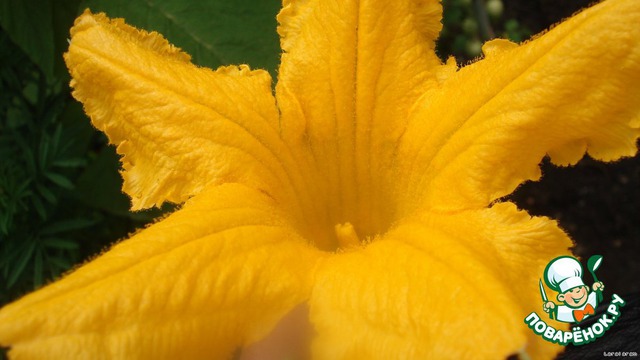 Appetizer in Italian: zucchini Flowers in batter