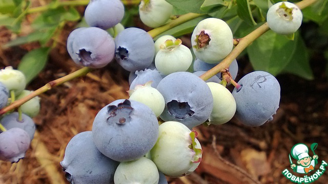 Tart with blueberries