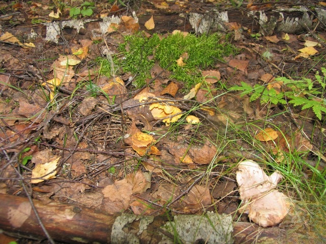 Caviar squash with chanterelles