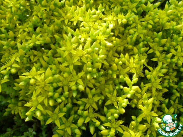 Homemade biscuits with condensed milk
