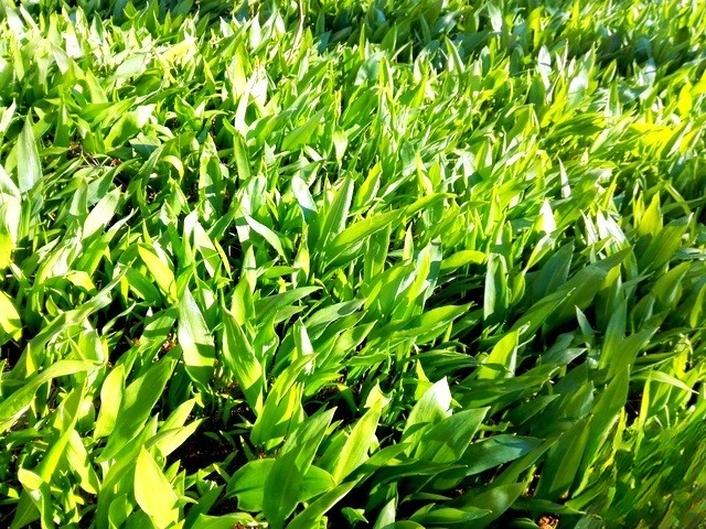 Булочки с черемшой