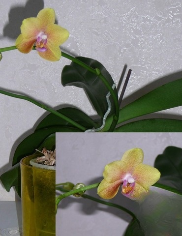 Булочки на закваске 