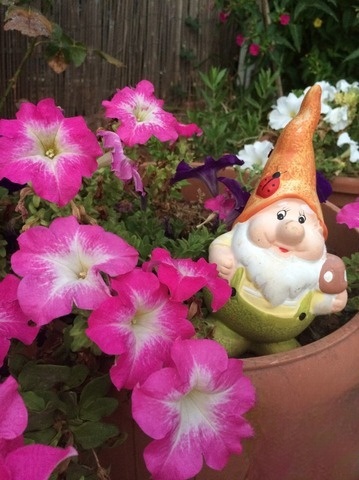 Whole wheat sourdough bread for KHP