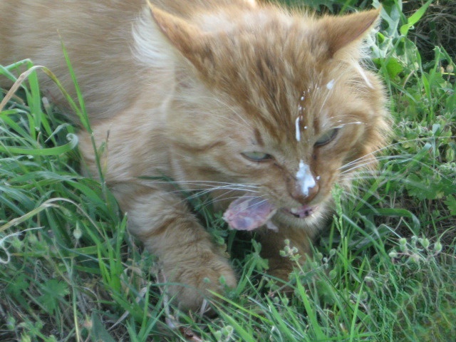 Chicken on the grill