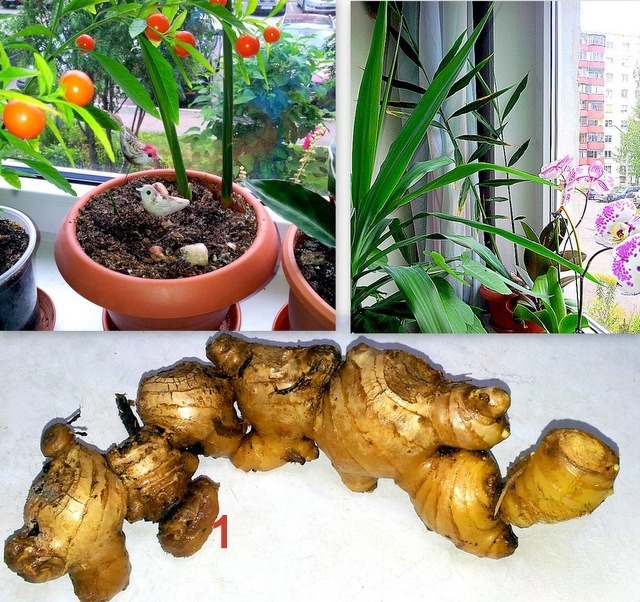 Куриные ножки в винно-имбирном маринаде