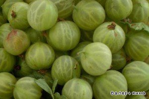 The gooseberry jam with cinnamon