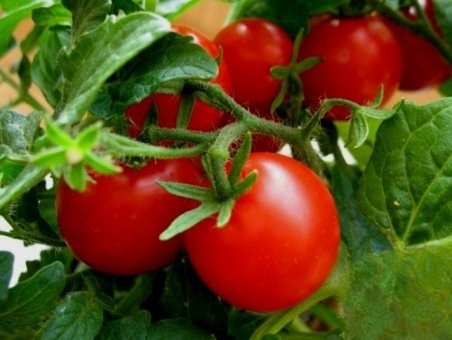 Пшено с баклажаном и помидором